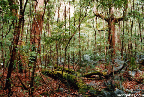 Naciones piden mayor transparencia sobre el mecanismo REDD+