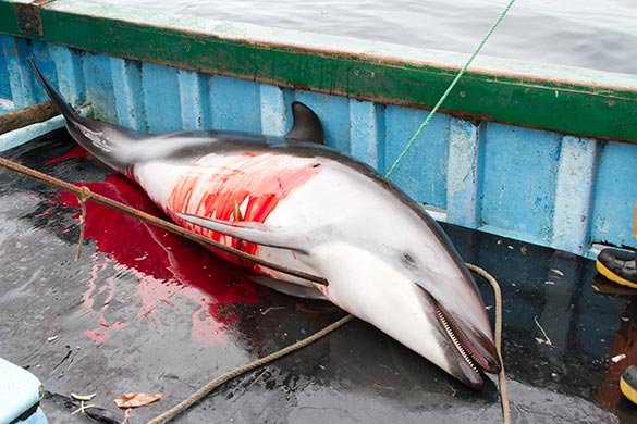 Entre Piura y Moquegua: cazan delfines y usan restos como carnada para pesca de tiburones