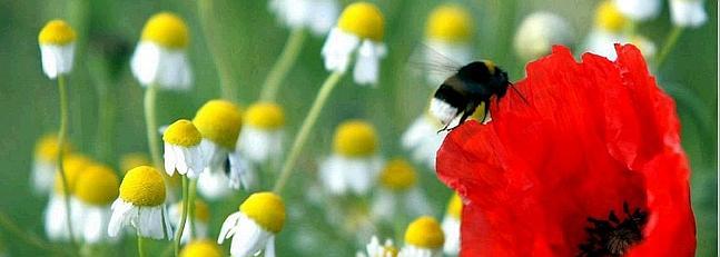 Los abejorros están en riesgo por su falta de adaptación al cambio climático