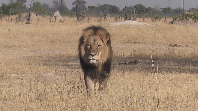 Zimbabue solicita extradición del estadounidense que mató a Cecil