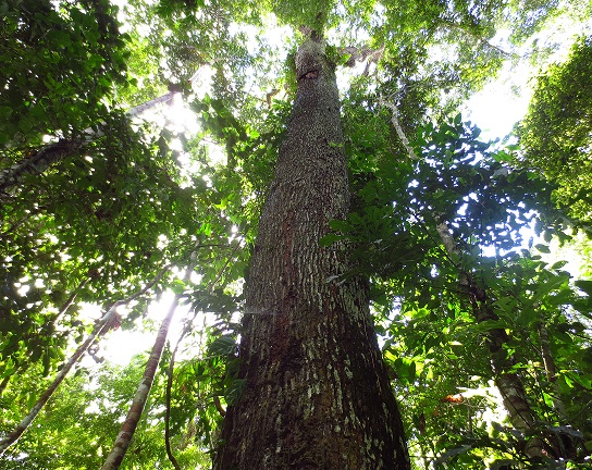 Madre de Dios: reconocen área de conservación privada Bosque Benjamín II