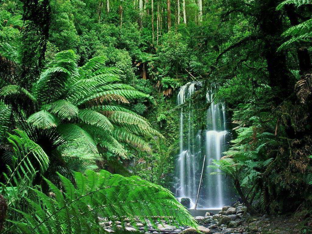 “Los bosques tropicales y tú”