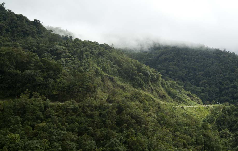 Bosques en peligro