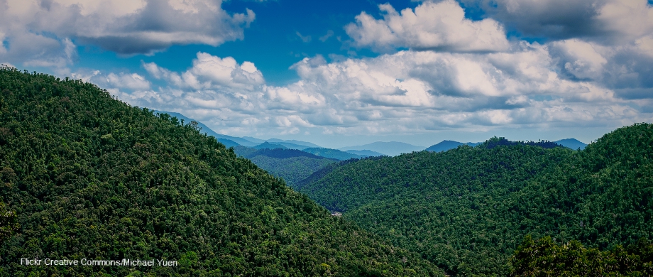 Congreso mundial de bosques comienza este lunes por primera vez en África