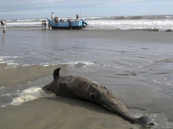 ¿Qué está matando a los animales marinos del Perú?