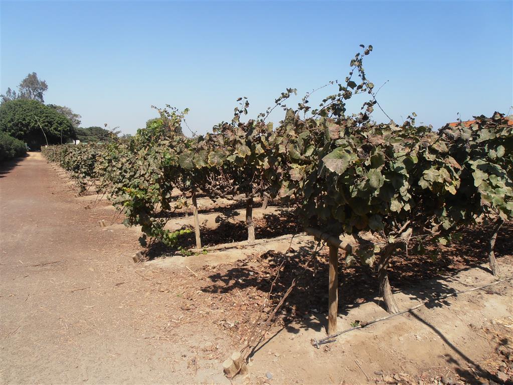 Viticultura "Características Climáticas y  suelos de las zonas pisqueras"