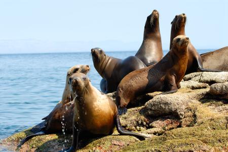 La historia de un lobo marino que afecta la especie humana