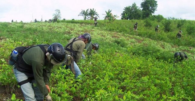 Noticia: ONU: Perú, Más Cerca De Igualar A Colombia En Cultivos De Coca