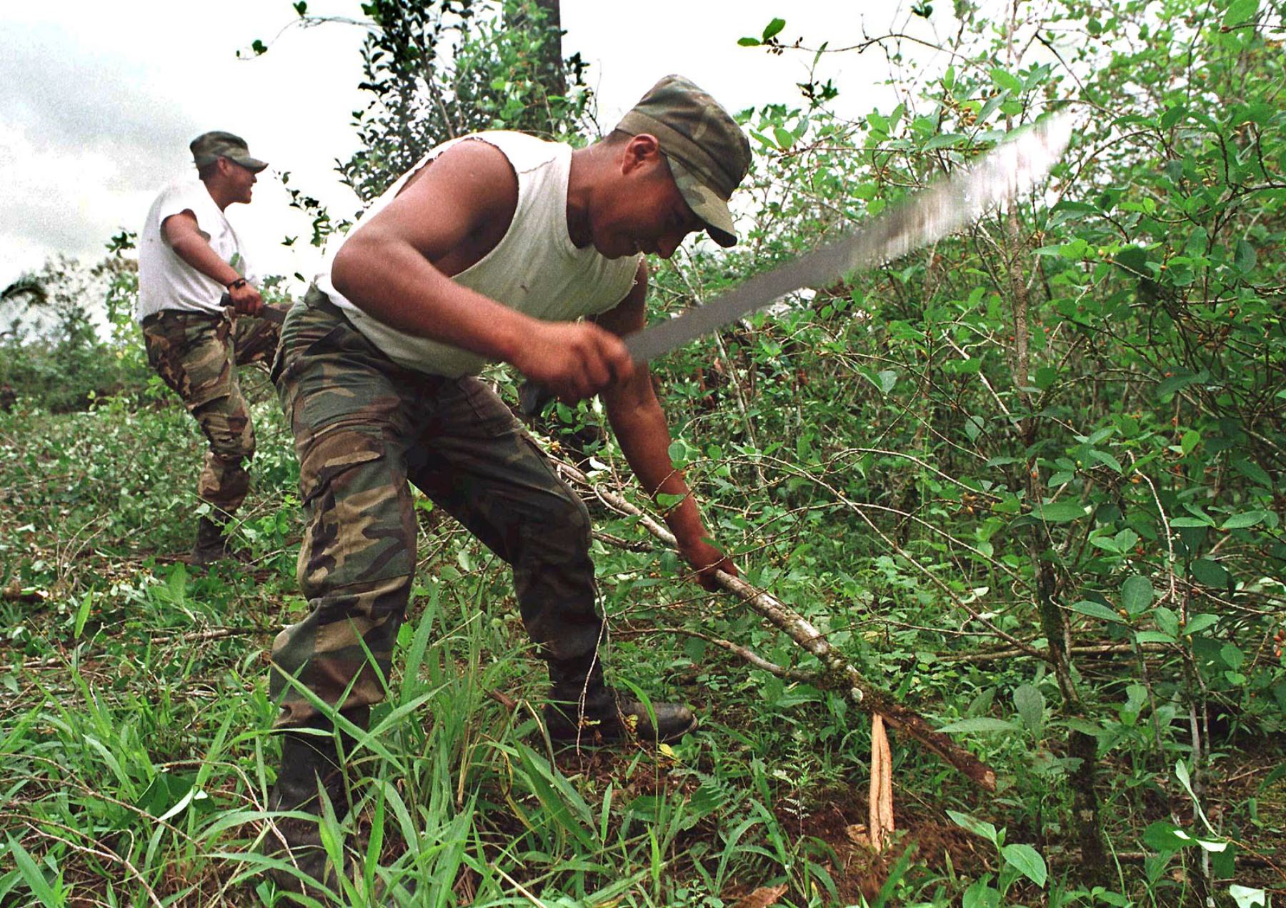 ONU: Cultivo de Coca se estanca en Colombia y baja en Perú y Bolivia