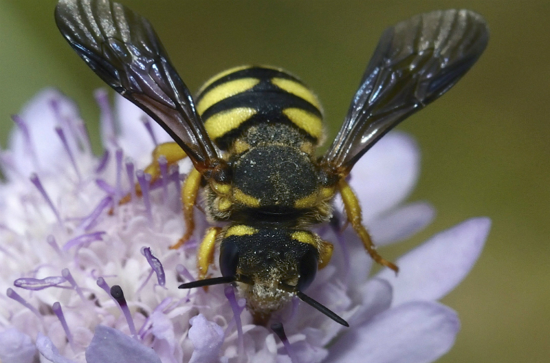 Europa: las abejas silvestres están en peligro de extinción por el cambio climático