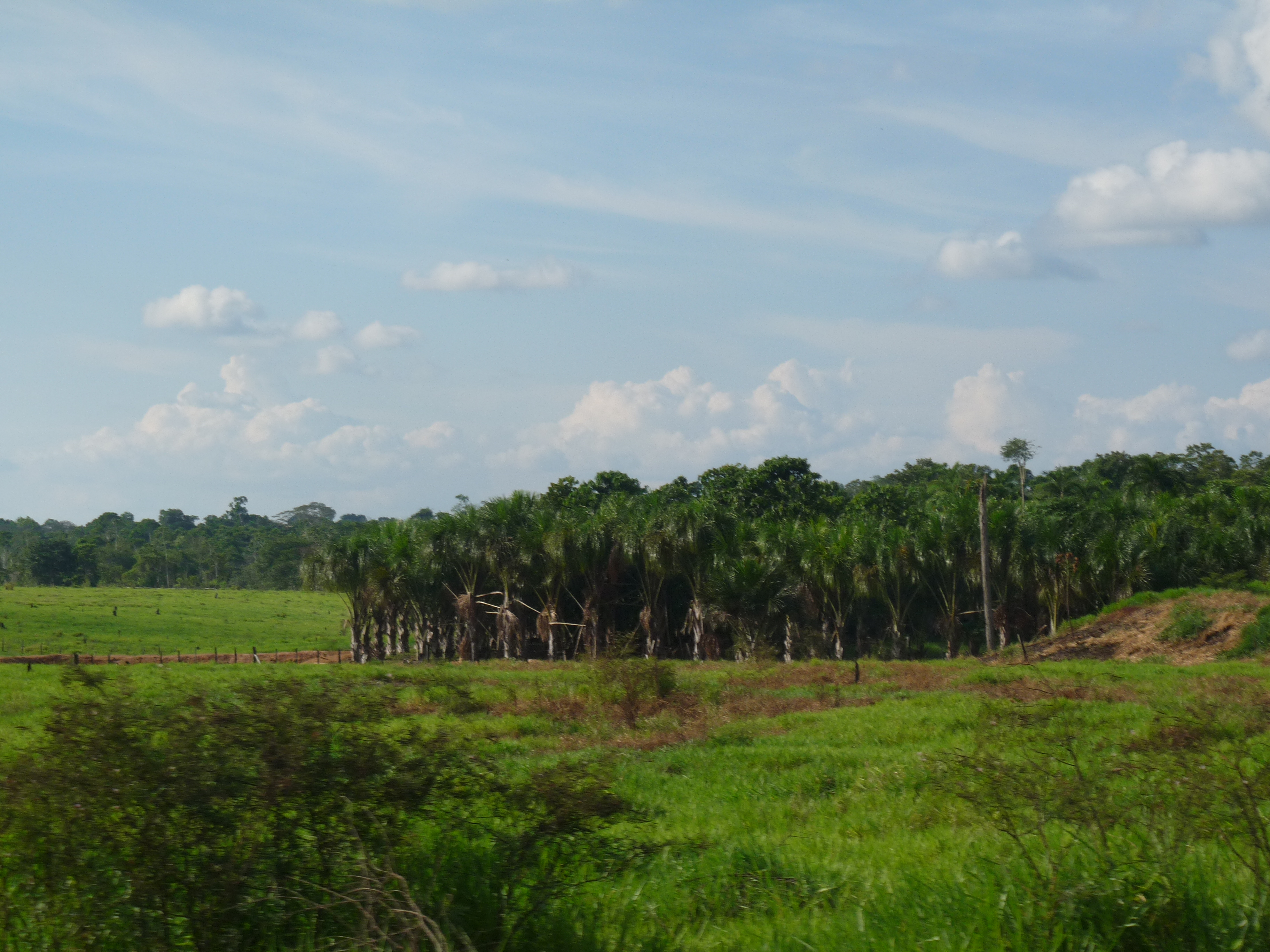 El bosque se pregunta… ¿ser o no ser?