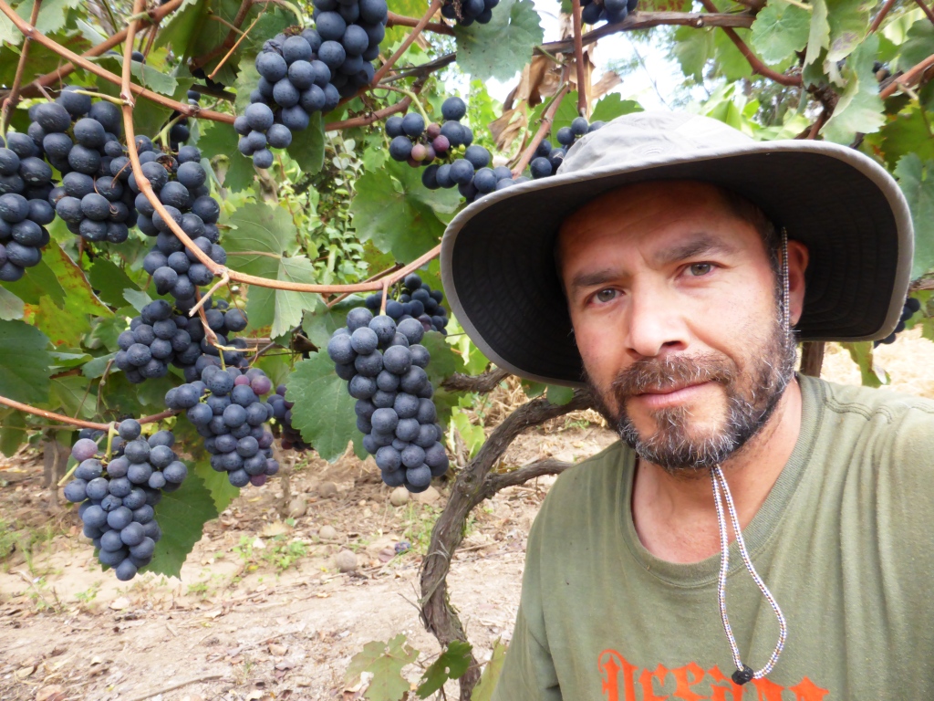 Cascas: viticultura estancada y grave crisis