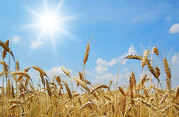 Calentamiento global disminuye productividad de los cultivos