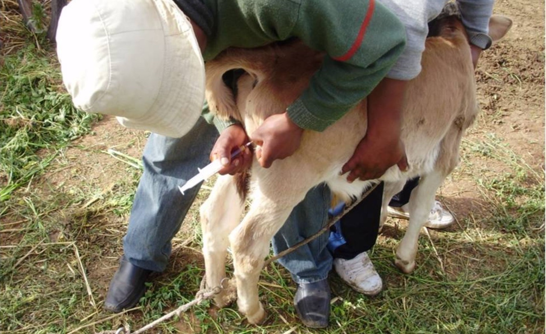 Aplicarán kits veterinarios a alpacas de zonas altas de región Arequipa