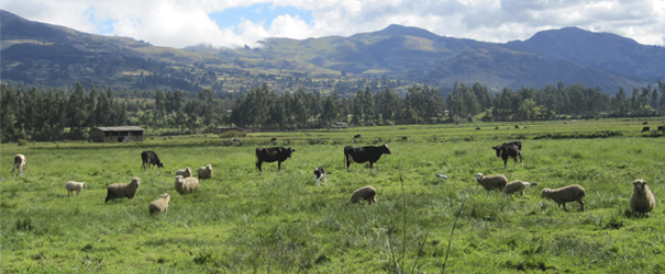 La ley 30230: Entre las tierras y el cielo