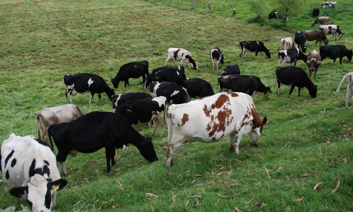 Ahora se mueren las vacas