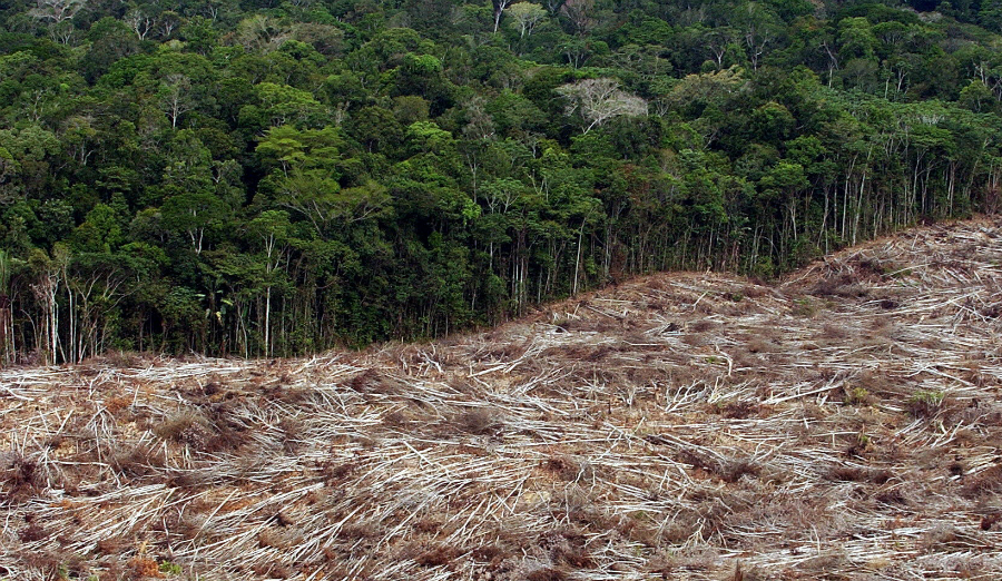 La Amazonía redujo a la mitad su capacidad para absorber dióxido de carbono