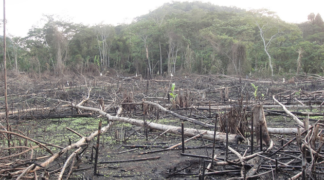 Cuatro de los cinco millones de ha. que se deforestan anualmente están en Latinoamérica