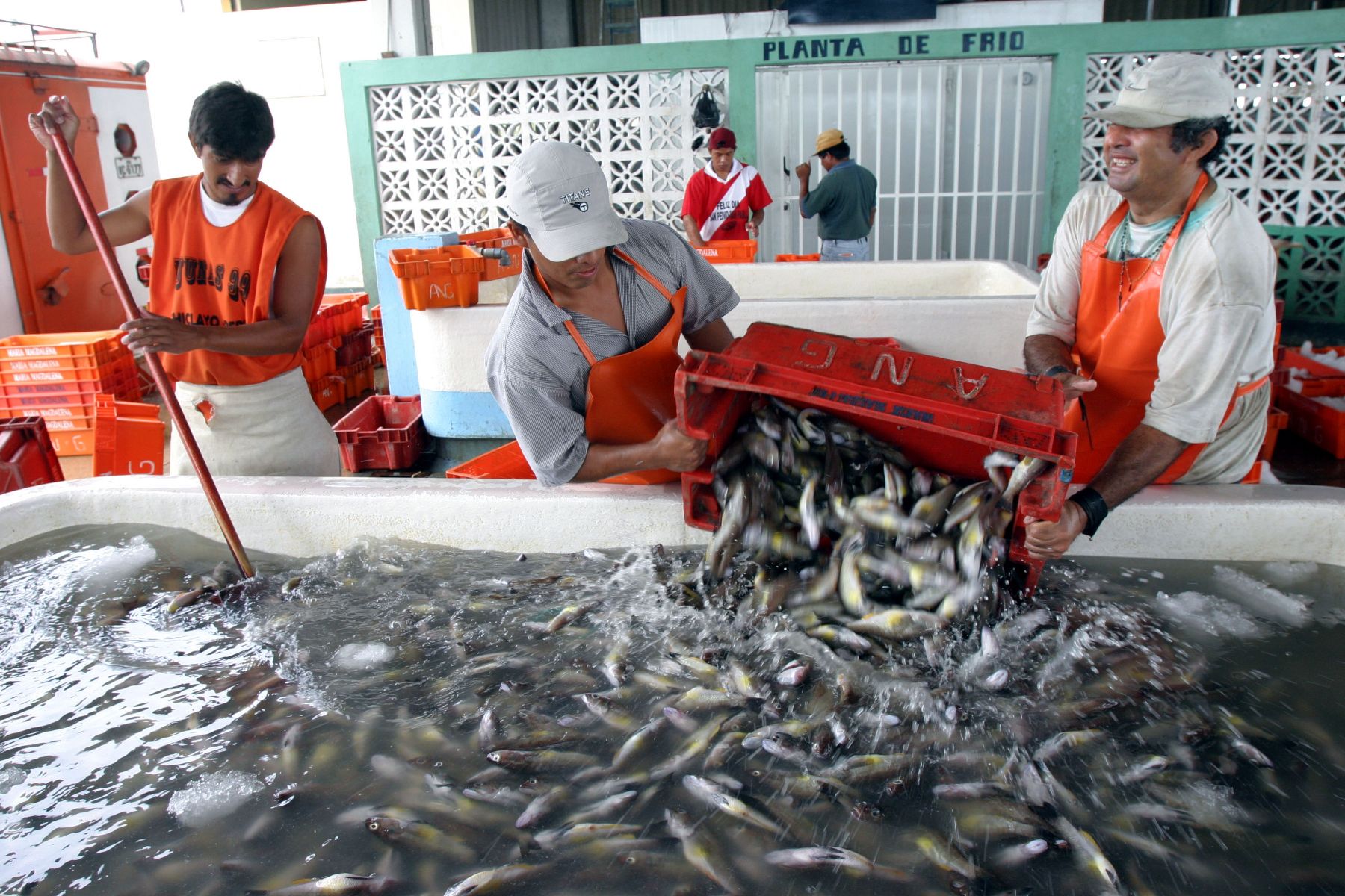 Промыслы японии. Рыбное хозяйство. Рыболовство в Японии. Рыбные промыслы. Рыболовство в Перу.