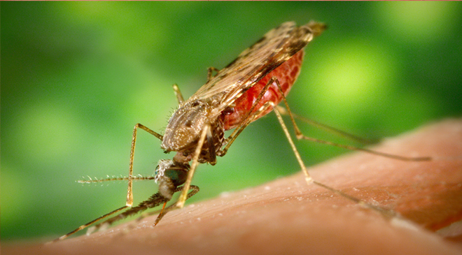Por Cambio Climático: Mosquito de la malaria se extendería a zonas de montaña en Sudamérica