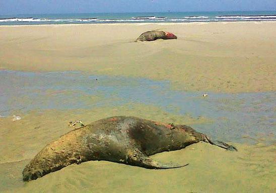 Piura: Serfor, Sernanp e Imarpe investigarán la muerte de más de 180 lobos marinos