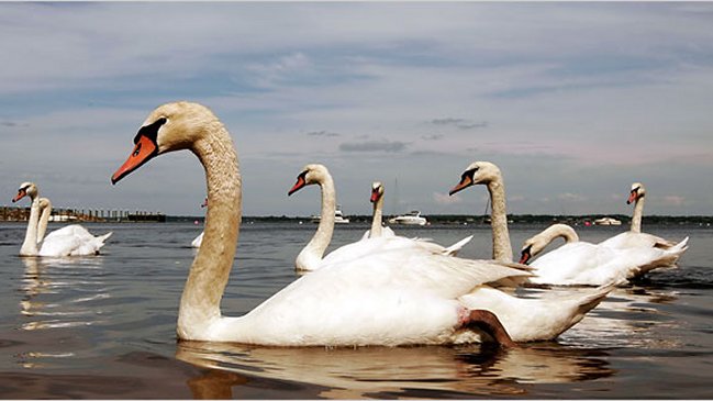 Cisnes vulgares con las horas contadas en Nueva York