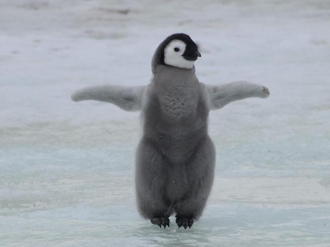 Cambio Climático: Pingüinos emperador se desplazan en busca de lugares más frios