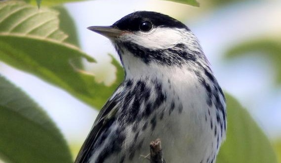 Un diminuto pájaro cantor viaja de Canadá a Puerto Rico cada año sin una sola parada