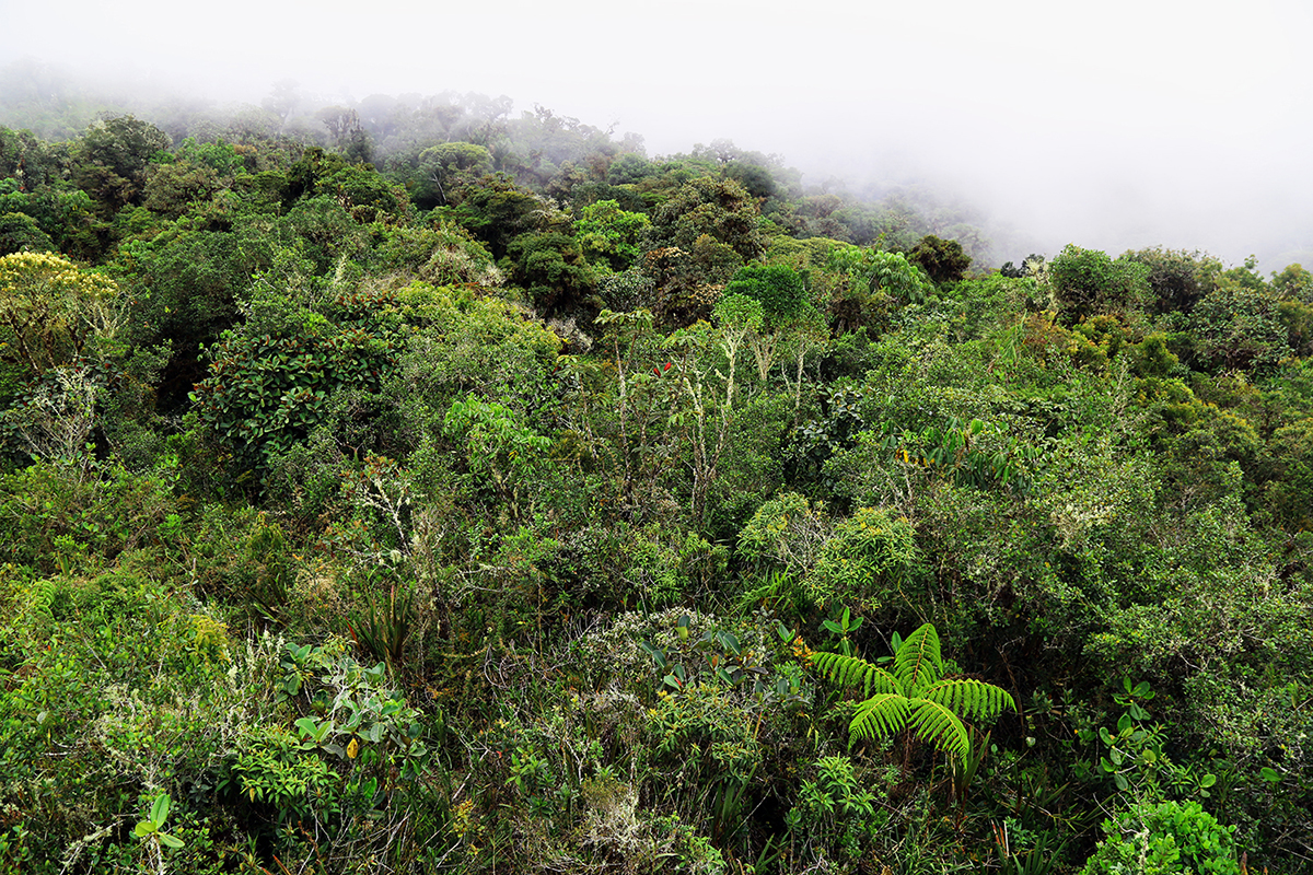 ¿Por qué las Áreas Naturales Protegidas son una gran herramienta contra el cambio climático?