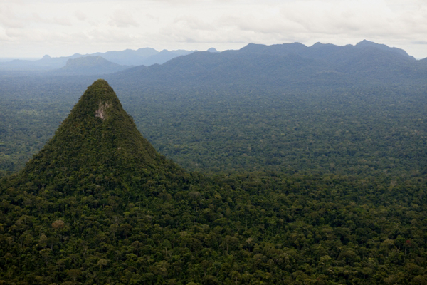 Lanzan Concurso de Proyectos para Conservación de Bosques Tropicales