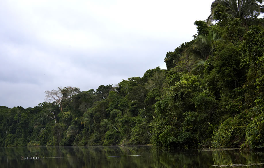 Loreto: Minagri realizó taller participativo sobre reglamento de la Ley Forestal