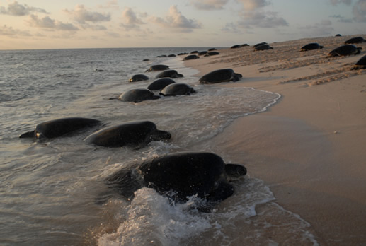 El cambio climático amenaza la población de tortugas marinas, según estudio