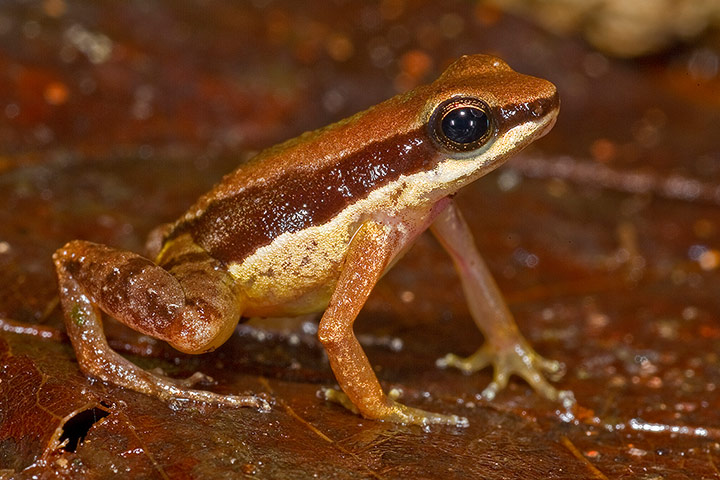 Pirañas vegetarianas y otras 400 especies nuevas descubiertas en la selva Amazónica