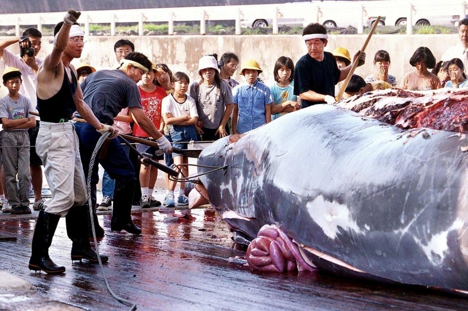 Japón: Se pescaron menos ballenas este año