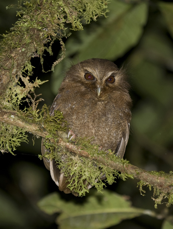 Minam reconoce dos nuevas áreas de conservación privadas en Madre de Dios y Amazonas