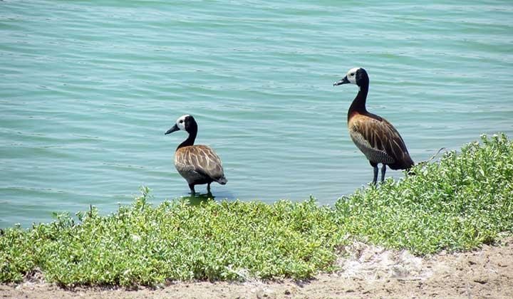 El pato "silbón de cara blanca" volvió después de 100 años