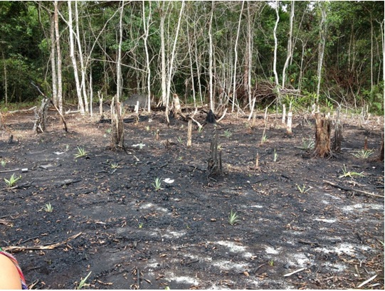 Loreto: invasiones, desbosque y tráfico de tierras en la Reserva Nacional Allpahuayo Mishana