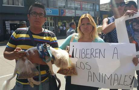 Animales hallados muertos por culpa de Municipio de Lince