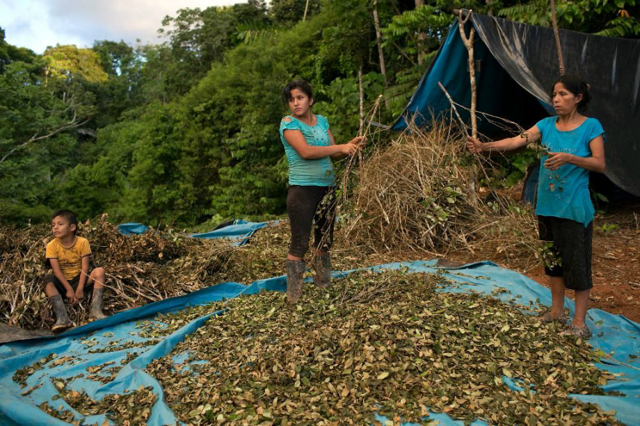 Erradicación significa miseria para los cocaleros peruanos