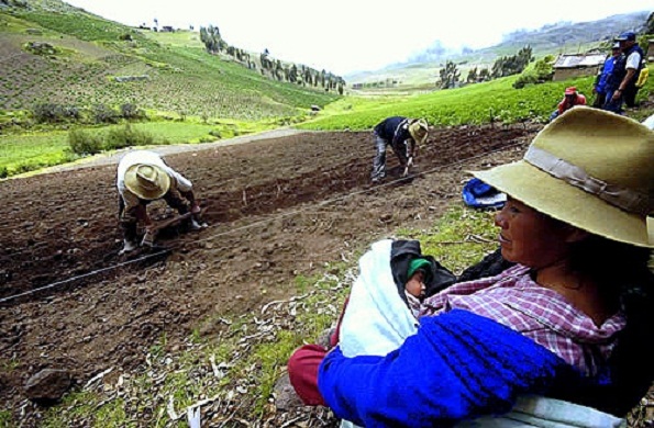Perú: Calentamiento global ya afecta a la pequeña agricultura