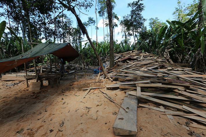 7 personas son detenidas en operativo contra la tala ilegal en Reserva Nacional Pacaya Samiria