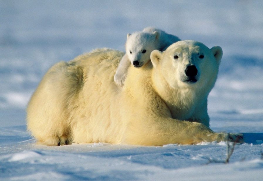 Osos polares amenazados por el cambio climático