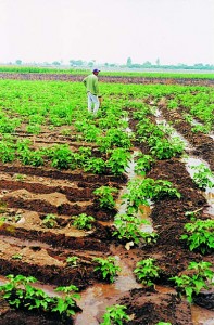 Depredadores de agua para cultivos en Ica