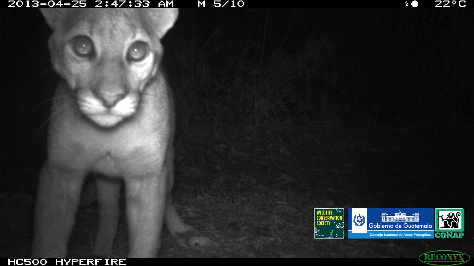 Guatemala: Revelan 71 fotografías de la Biosfera Maya