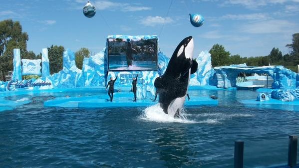 Argentina: Activistas piden liberar a 'Kshamenk', la única orca cautiva en Latinoamérica