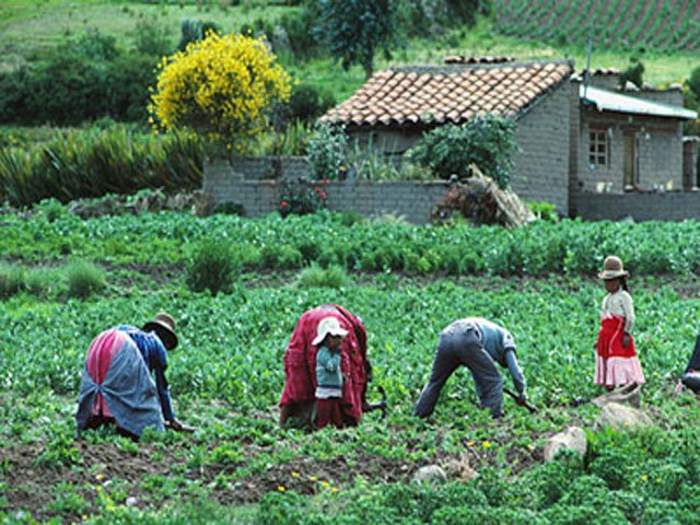 Alejandro Gente Ticlla: “Las heladas, las lluvias torrenciales malogran nuestros cultivos”