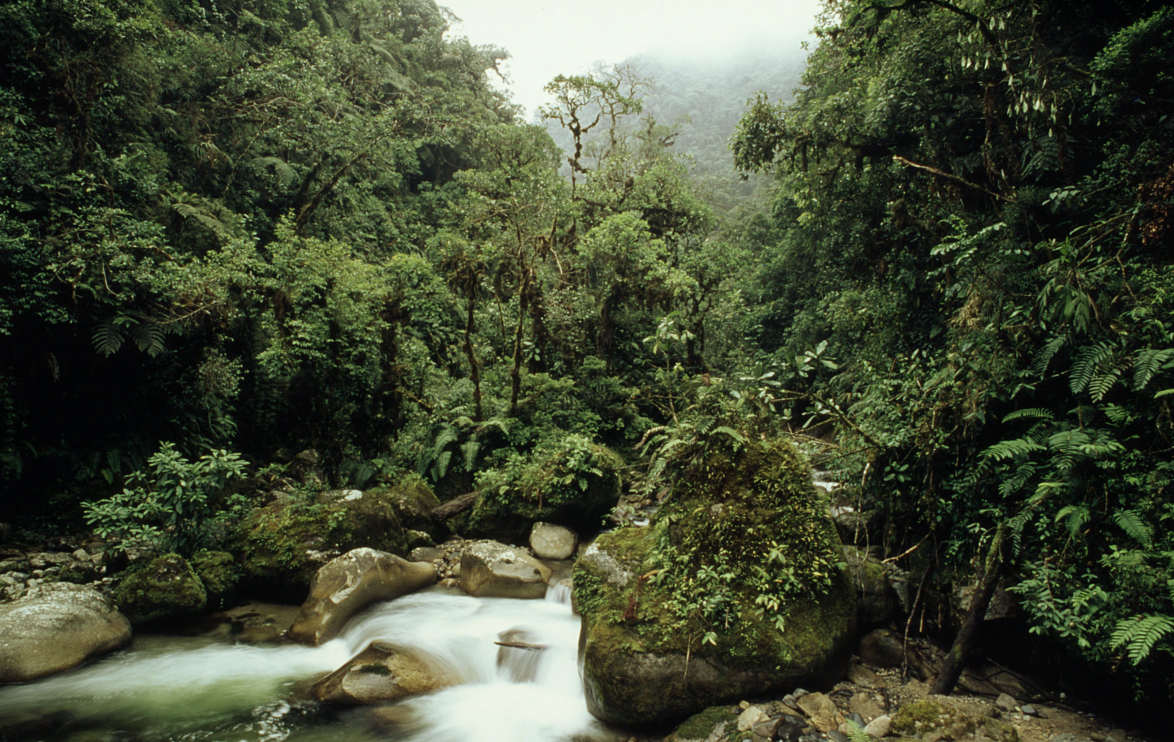 La Amazonía perdió entre 2000 y 2013 la superficie equivalente al Reino Unido