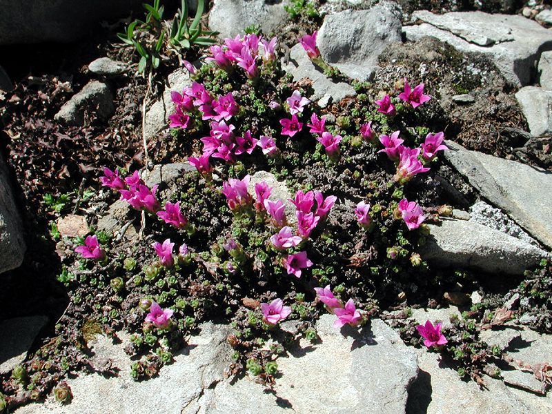 Genética de plantas del Ártico en peligro. Especies son afectadas por aumento de temperatura