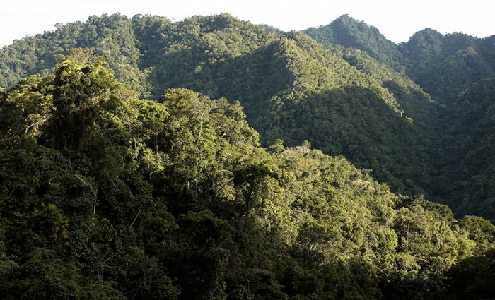 Ley forestal: modificaciones en la fiscalización y sanción de “consultores forestales y de fauna silvestre[1]”