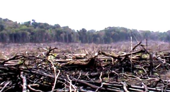 Denuncian que Grupo Romero deforesta bosques primarios en el Valle del Shanusi